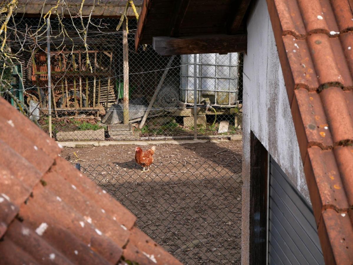 Ferienwohnung Obere Alm Oberkirch  Exteriér fotografie